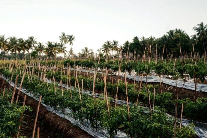 Rows of palm trees growing in a field